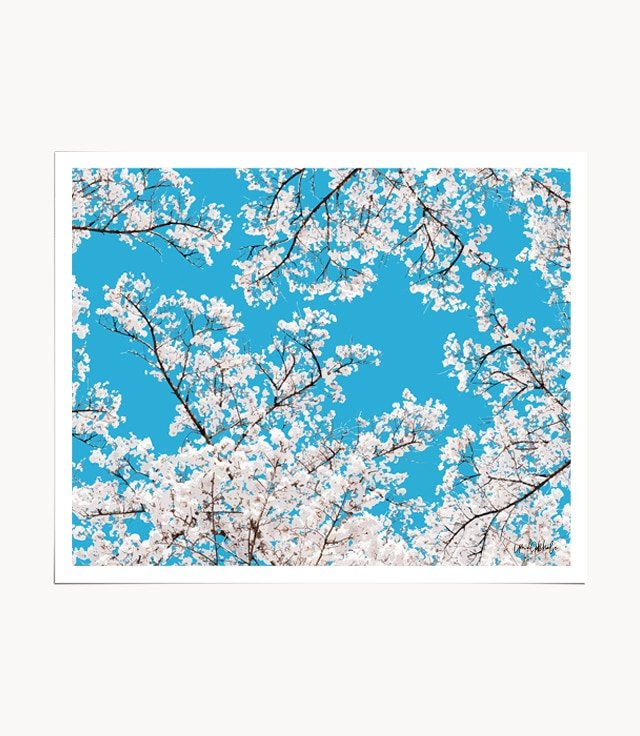 Shop Japanese White Cherry Blossom Art Print, Sakura Painting Nature by artist Uma Gokhale 83 Oranges unique wall art & home décor