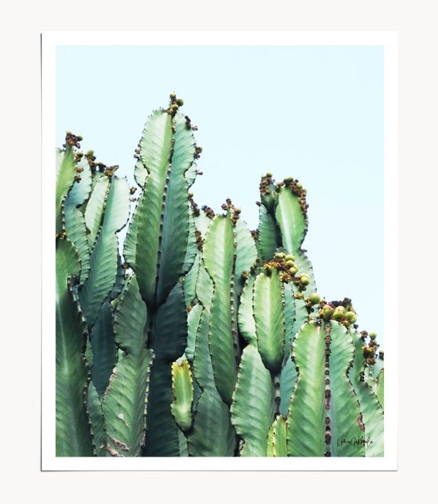 Shop Cactus Love, Minimal Scandinavian Photography, Neutral Nature Art Print by artist Uma Gokhale 83 Oranges unique artist-designed wall art & home décor