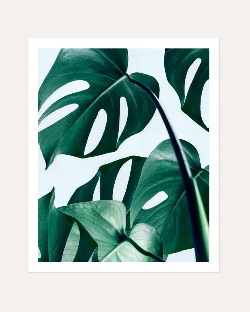 Shop Monstera Leaves Tropical Jungle Minimal Botanical Plants small batch graphic Art Print, Canvas Print, Commercial digital license & Instant download printable - exclusively available at 83oranges.com by artist Uma Gokhale India