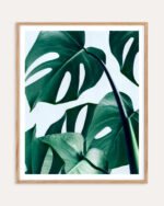 Shop Monstera Leaves Tropical Jungle Minimal Botanical Plants small batch graphic Art Print, Canvas Print, Commercial digital license & Instant download printable - exclusively available at 83oranges.com by artist Uma Gokhale India