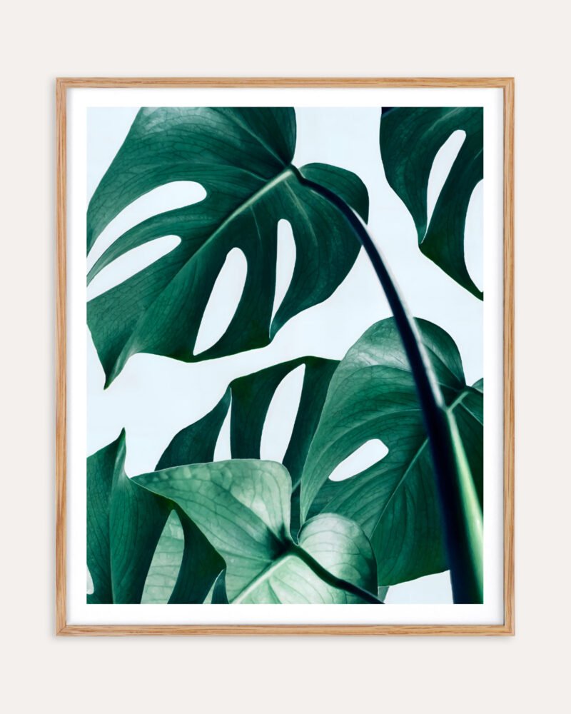 Shop Monstera Leaves Tropical Jungle Minimal Botanical Plants small batch graphic Art Print, Canvas Print, Commercial digital license & Instant download printable - exclusively available at 83oranges.com by artist Uma Gokhale India