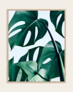 Shop Monstera Leaves Tropical Jungle Minimal Botanical Plants small batch graphic Art Print, Canvas Print, Commercial digital license & Instant download printable - exclusively available at 83oranges.com by artist Uma Gokhale India