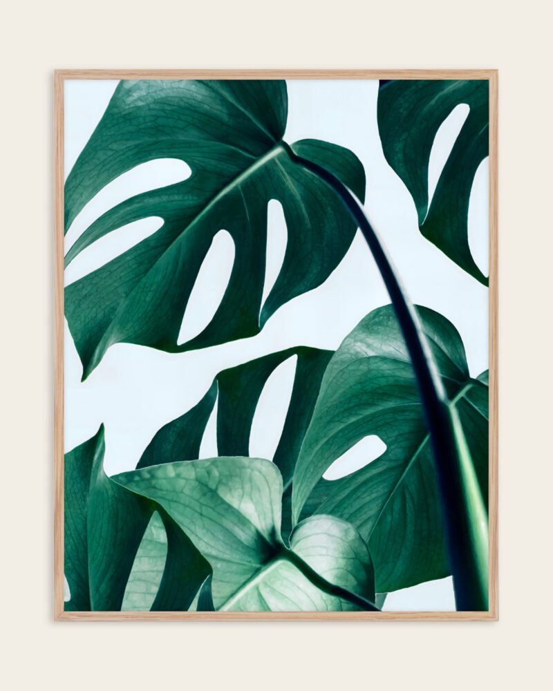 Shop Monstera Leaves Tropical Jungle Minimal Botanical Plants small batch graphic Art Print, Canvas Print, Commercial digital license & Instant download printable - exclusively available at 83oranges.com by artist Uma Gokhale India