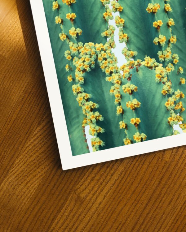 Shop cactus botanical plants photography Nature Art Print, Canvas Print & Fabric Print, Commercial Digital License & Instant download printable - exclusively available at 83oranges.com by artist Uma Gokhale India