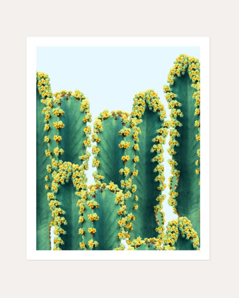 Shop cactus botanical plants photography Nature Art Print, Canvas Print & Fabric Print, Commercial Digital License & Instant download printable - exclusively available at 83oranges.com by artist Uma Gokhale India