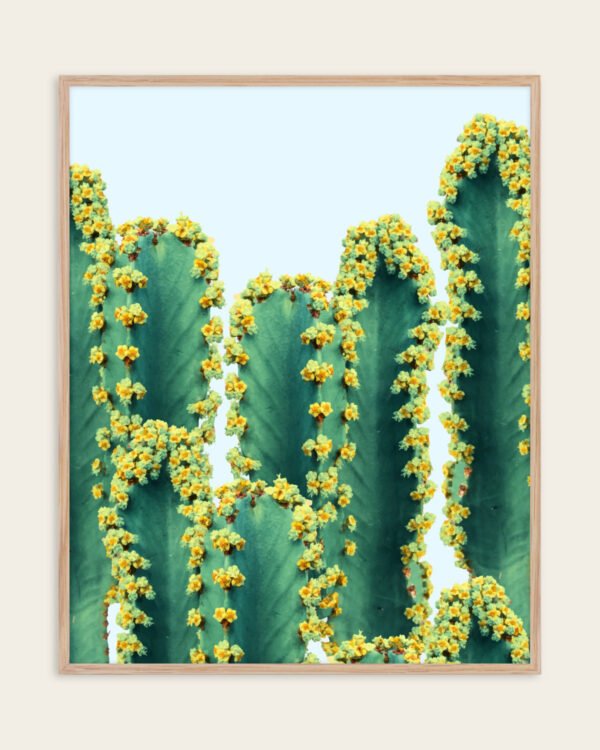 Shop cactus botanical plants photography Nature Art Print, Canvas Print & Fabric Print, Commercial Digital License & Instant download printable - exclusively available at 83oranges.com by artist Uma Gokhale India