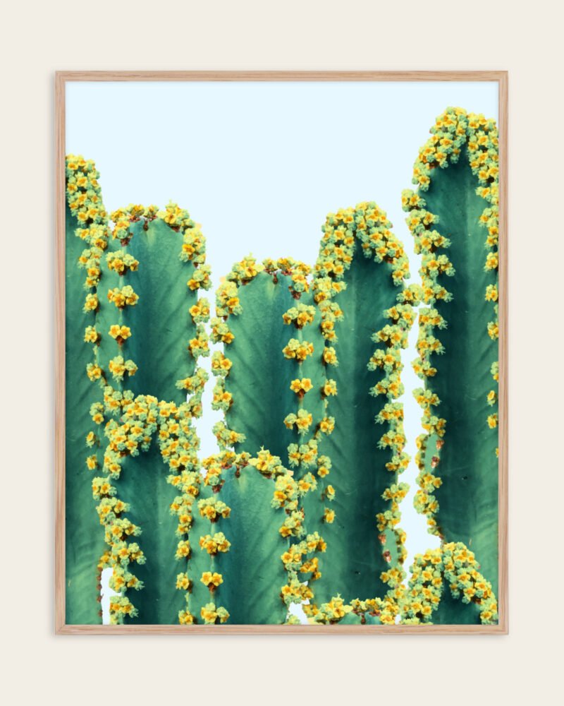 Shop cactus botanical plants photography Nature Art Print, Canvas Print & Fabric Print, Commercial Digital License & Instant download printable - exclusively available at 83oranges.com by artist Uma Gokhale India