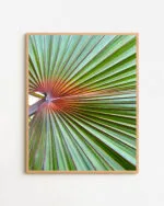 Shop tropical palm photographic plant botanical Art Print, Canvas Print - available at 83oranges.com by artist Uma Gokhale India