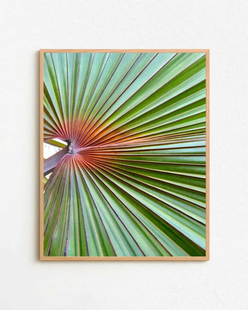 Shop tropical palm photographic plant botanical Art Print, Canvas Print - available at 83oranges.com by artist Uma Gokhale India
