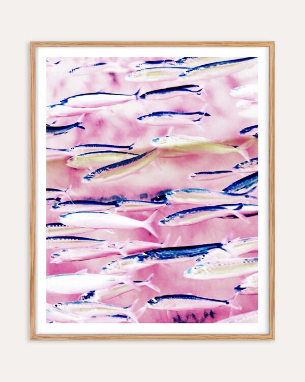 Shop Marked coast pink fish Art Print, Canvas Print - available at 83oranges.com by artist Uma Gokhale India