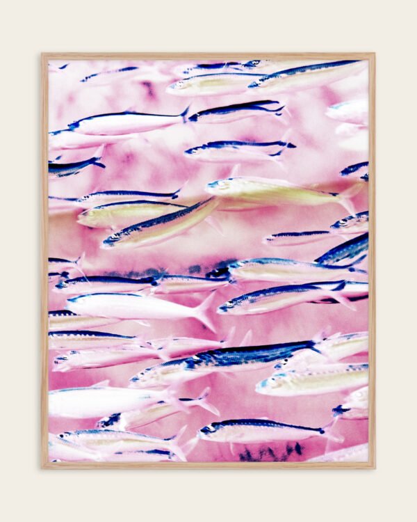 Shop Marked coast pink fish Art Print, Canvas Print - available at 83oranges.com by artist Uma Gokhale India